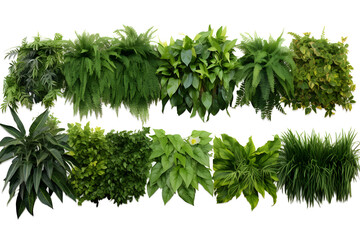 Set of green garden walls from tropical plants, isolated on white background