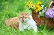 A cute red and white cat lies on the grass near a basket with dandelions and lilac flowers. The cat enjoys the summer