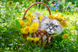 Cute Siamese cat lying in a basket on the grass with dandelion flowers. The cat enjoying the summer