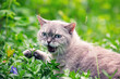 Cute meowing Siamese cat with raised paw walks on a lawn with periwinkles