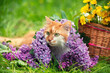 A cute red and white cat lies on the grass near a basket with dandelions and lilac flowers. The cat enjoys the summer