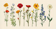 Elegant botanical illustration of birth flowers with month names, ideal for educational and decorative purposes