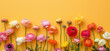 colorful spring flowers on an orange background, creating a vibrant and festive atmosphere for Mother's Day. The flowers include ranunculus in various colors including pink, yellow, red, white, purple