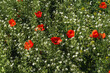Meadow with blooming poppies. Spring in Kyrgyzstan. Selective focus.