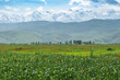 Green fields with cereal crops and red poppies against the backdrop of snow-capped mountains. Spring in Kyrgyzstan.