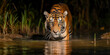 Bengal tiger stalking in the jungle at night