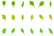 © Gifa_Art - Leaf set icon. Nature vector
