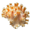© CrazeePixelINC - Front view of a single halophile organism isolated on a white transparent background