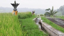 Water Channel In Rice Fields.