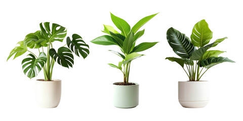 Poster - plant png cut out element set