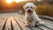 © nataliya_ua - Dogs breed Bichon Frize