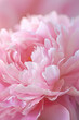 Close-up of a delicate pink peony blossom, highlighting its soft petals and intricate layers.