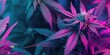 Vibrant Neon Cannabis Leaves Close-Up in Purple Neon Colors. Top view Marijuana colorful plants pattern background
