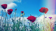 Poppies and cornflowers against a blue sky. With light leak
