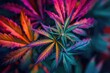 Vibrant Multi-Colored Cannabis Leaves Close-Up. Top view Marijuana colorful plants pattern background