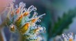 Macro Photography of Cannabis Trichomes. Marijuana trichomes close-up banner with copy space for text