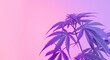 Vibrant Purple and Pink Cannabis Plant on Gradient Background. Banner with Copy Space for Text