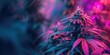 Cannabis plant in neon colorful light with flowering buds. Banner with marijuana plant with copy space for text