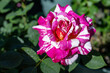Close up rose Papageno