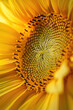 Macro shot of a blooming sunflower, capturing the intricate patterns of its yellow petals and the texture of its central disk.