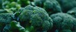 Broccoli Texture Background. Banner with Macro Broccoli Vegetables, Copy Space for Text