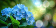 Close up of beautiful blue hydrangea with green light bokeh, banner, copy space for text.