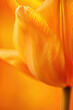 Macro photograph of a vibrant orange tulip, highlighting its bold color and elegant shape.