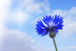 One blue cornflower against a blue sky with clouds