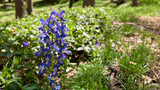 Fototapeta  - Blue and purple corydalis blooms in May