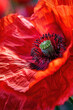 Close-up of a vibrant red poppy flower, highlighting its bold color and delicate petals.