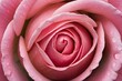 pink rose close up, pink rose, flower, pink, love, beauty, macro, bloom, plant, valentine