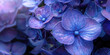 Close up of beautiful purple blue hydrangea with green light bokeh, banner,