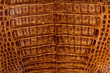 Fototapeta  - Close-up of a tanned crocodile skin. Texture of a processed alligator leather