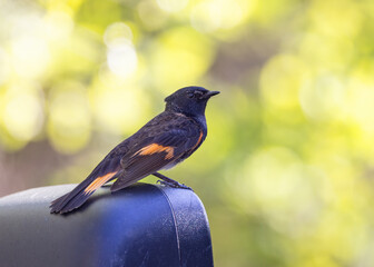 Canvas Print - American Redstart perched on a car side mirror in spring in Ottawa, Canada