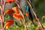 Fototapeta Sawanna - Greater double-collared sunbird (Cinnyris afer) perched on a parrot lily (Gladiolus dalenii).