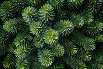 Wall Mural - beautiful green forest on a sunny day professional photography