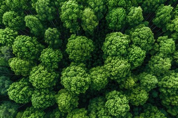Wall Mural - beautiful green forest on a sunny day professional photography