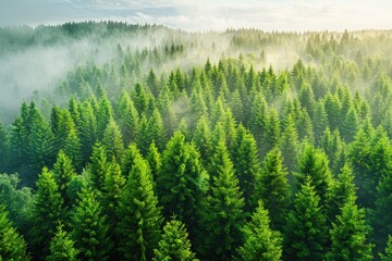 Wall Mural - beautiful green forest on a sunny day professional photography