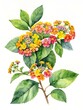 illustration of lantana camera flower and plant image