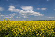 A field of oilseed rape crops growing in rural Sussex on a sunny spring day