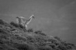 Mono guanaco walks down hillside at dusk