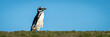 Panorama of Magellanic penguin waddling across grass