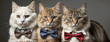 Portrait of Three Cats in Bow Ties