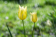 Beautiful yellow tulip flowers in the rain