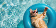 © Oleksandr - Cute orange cat in sunglasses. The cat relaxes in the pool, swimming in the cool water with soft blue water.