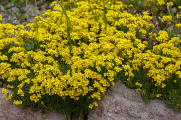 Wall Mural - Yellow blooming Draba sibirica . An Alpine plant with dense numerous inflorescences. Floral wallpaper. first spring flowers