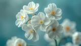Fototapeta  - A lovely spring forest scene with white primroses and a light blue background. Macro. Floral desktop wallpaper. Beautiful soft gentle artistic image.