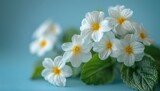 Fototapeta  - An image of white primroses on a beautiful blue background macro. Soft and romantic nature background. Free space for text.