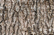 Closeup view surface texture of Tamarind tree stem (Tamarindus indica) in summer season