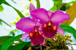 Closeup view of pink Cattleya Orchid Flowers blooming in summer season in Thailand